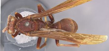 Media type: image;   Entomology 36001 Aspect: habitus dorsal view